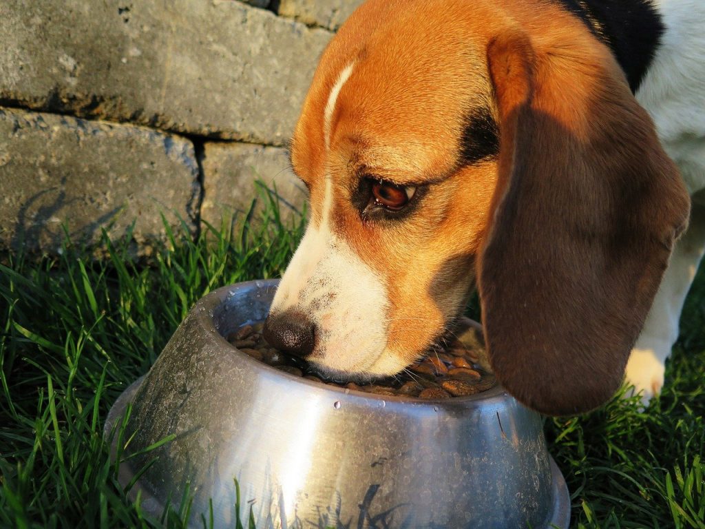 Food for Diabetic Dogs