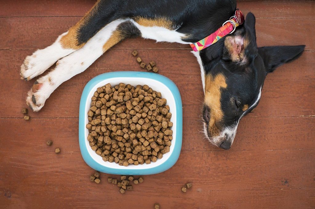 Food for Diabetic Dogs
