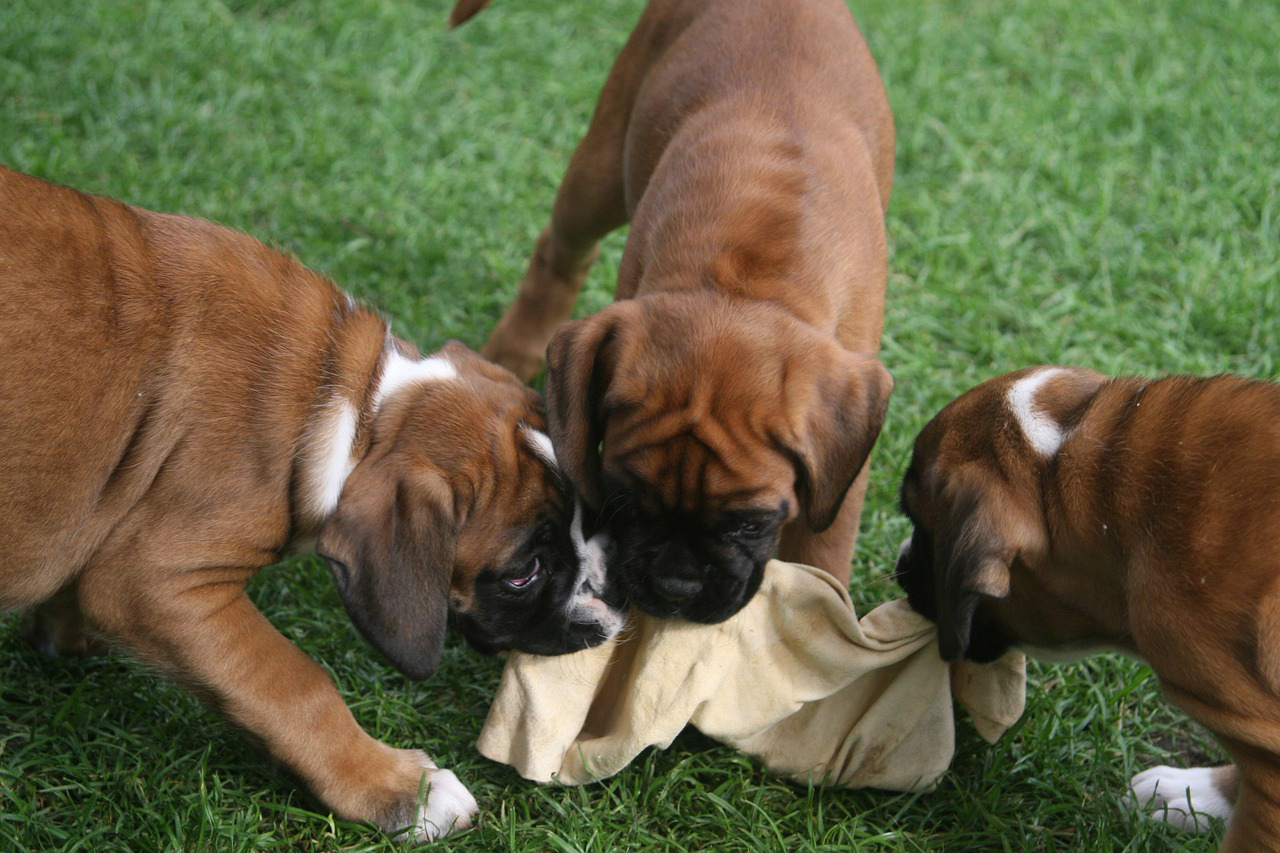 How much food to feed a boxer puppy and here's the reason why